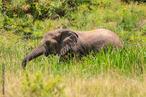 Elefant im Akagera Nationalpark in Ruanda, Afrika