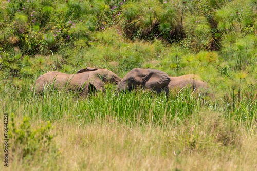 Elefanten im Akagera Nationalpark in Ruanda, Afrika