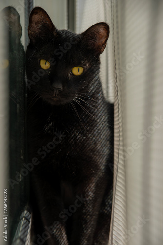 Un gato entere una ventana y una pared