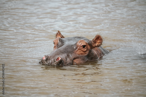 Hippopotamus in iSimangaliso Wetland Park near Richards Bay, South Africa 