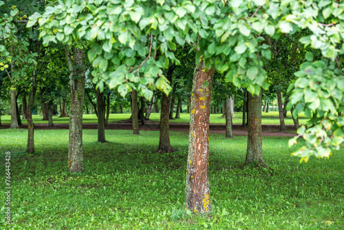 Background texture of fresh green lawn of a local public park with beautiful trees. Copy space for text.