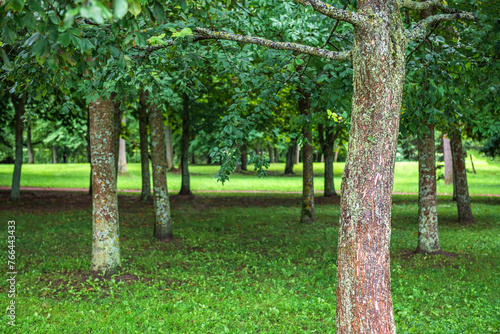Background texture of fresh green lawn of a local public park with beautiful trees. Copy space for text.
