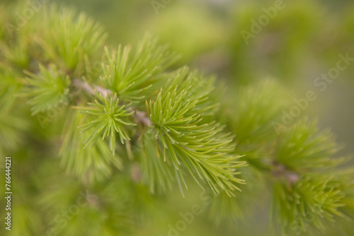 Larch branch close up