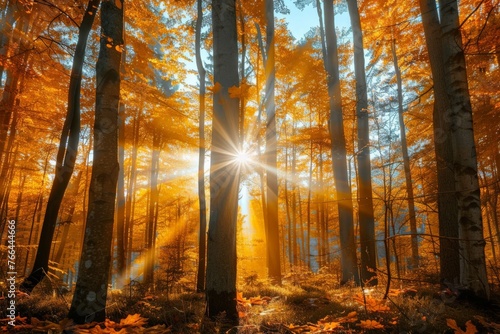 Sun Shining Through Trees in Forest © BrandwayArt