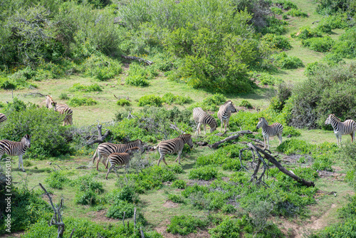 Zebraherde im Akagera Nationalpark in Ruanda, Afrika