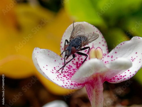 a fly on a white flower with pink speckles