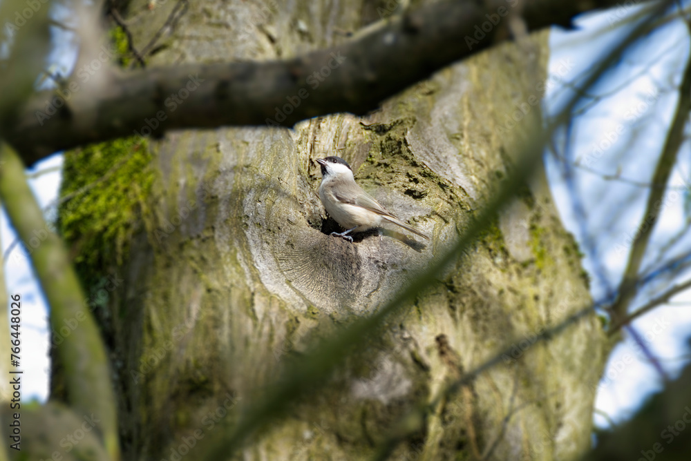 Fototapeta premium Marsh tit (Poecile palustris) sitting in a tree in Zurich, Switzerland