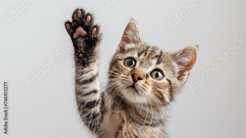 portrait of a cat, close up of a hand holding a cat, Cat giving high five, isolated on white, Funny ginger kitten at giving high five, isolated on white. Copy space, long hair cat giving high five, Ai photo