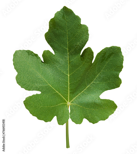 Green fig leaves isolated