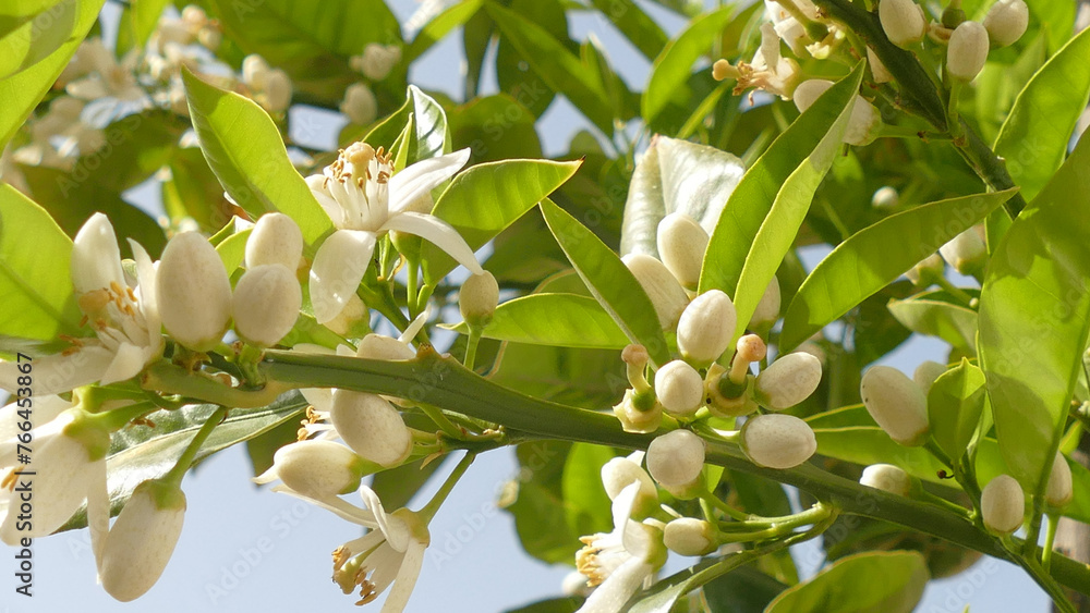 Fototapeta premium Fiori di limone