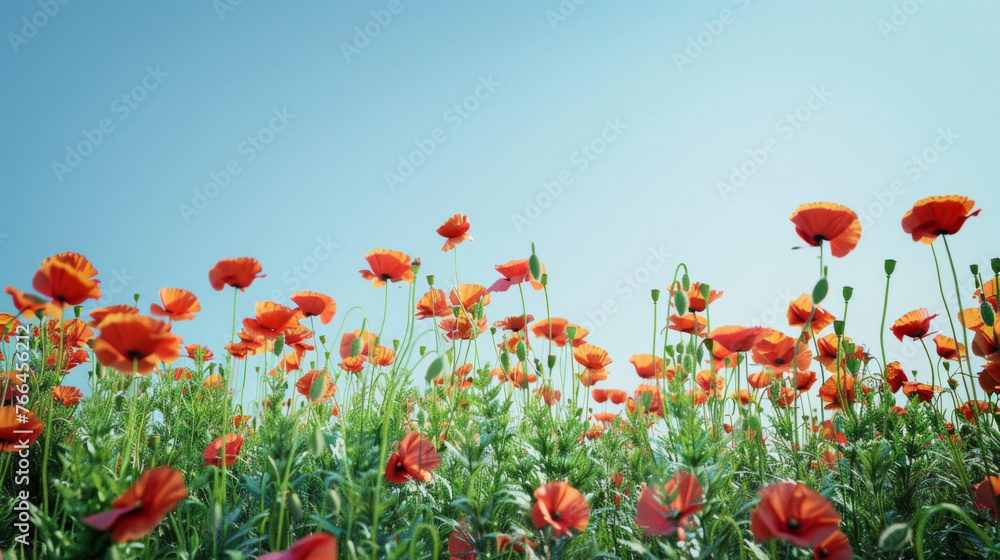 Fototapeta premium A field of vibrant red and orange poppies, standing tall against a clear blue sky