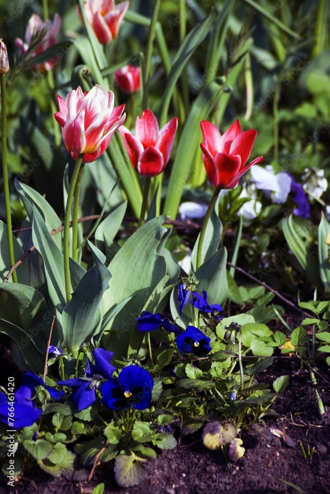 Tulips in the garden