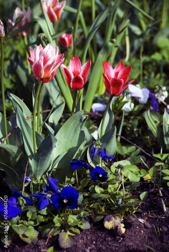 Obraz na płótnie Tulips in the garden w salonie