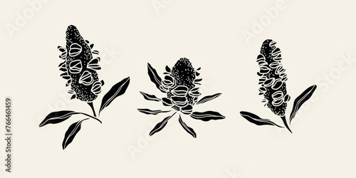Set of flat banksia seed pods. Australian native plants