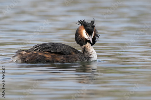 great crested grebe