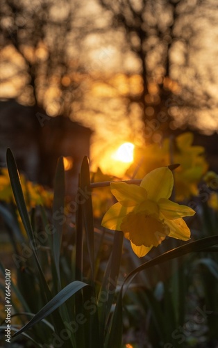 Wiosenne żonkile w promieniach słońca © Michal45