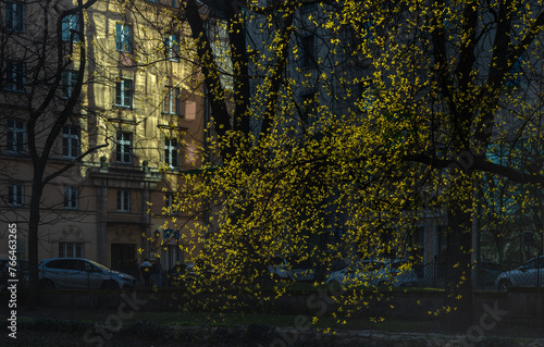 Kwitnące na żółto drzewo w promieniach słońca