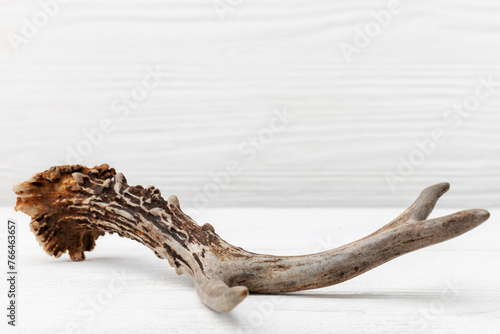 Roe deer antler on a white wooden table