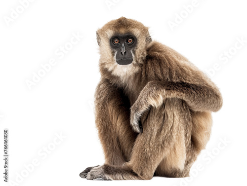 sitting gibbon png cutout isolated on white and transparent background
