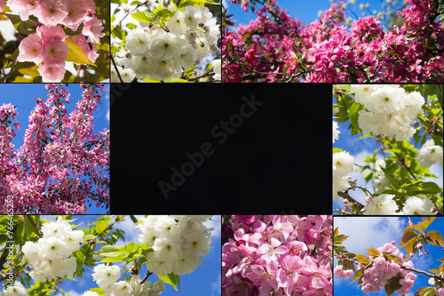 Collage of cherry blossom. Copy space. Spring background.