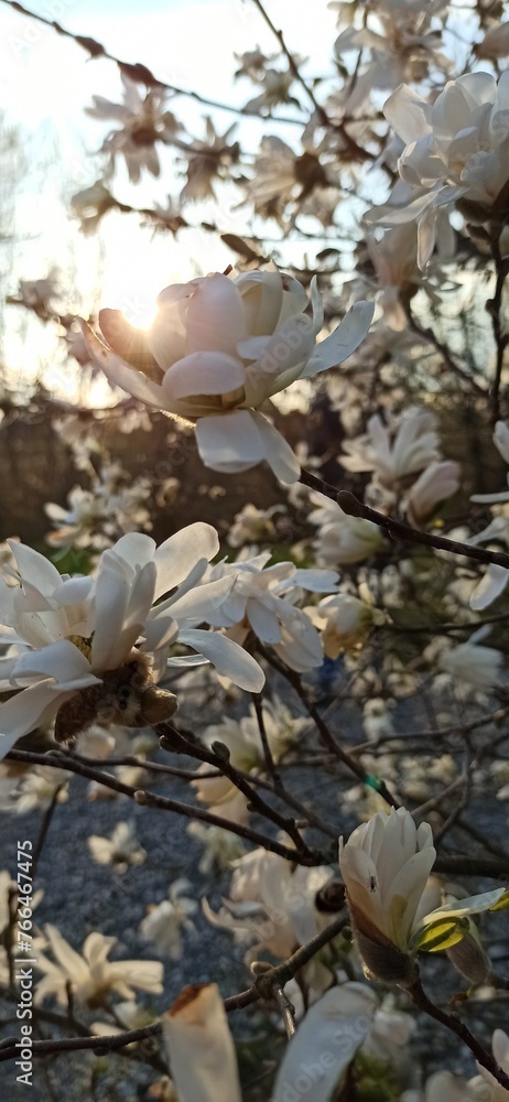 real spring flower photo blossoming magnolia
Prawdziwe zdjęcie wiosenne kwiaty kwitnąca magnolia - obrazy, fototapety, plakaty 