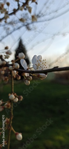 real spring flower photo blossoming plum
Prawdziwe zdjęcie wiosenne kwiaty kwitnąca śliwa

