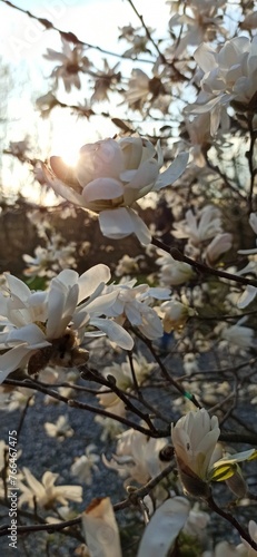 real spring flower photo blossoming magnolia
Prawdziwe zdjęcie wiosenne kwiaty kwitnąca magnolia