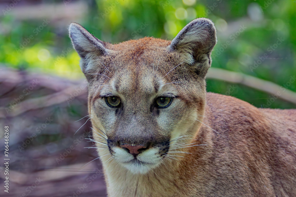 Obraz premium portrait of a lion
