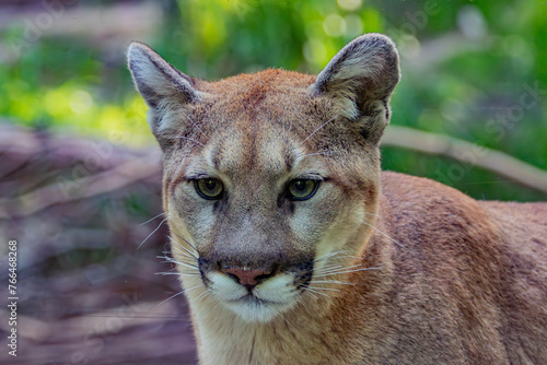 portrait of a lion