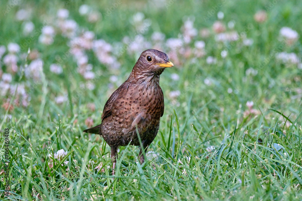 common or eurasian blackbird, Turdus merula, hopping and foraging in the grass of a middle european backyard. common or eurasian blackbird, Turdus merula, hopping and foraging in the grass of a middle european backyard.