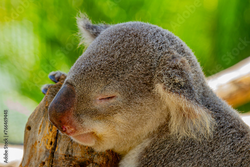 Photography koala in a tree
