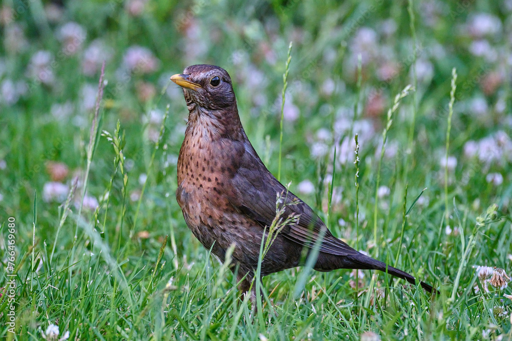 common or eurasian blackbird, Turdus merula, hopping and foraging in the grass of a middle european backyard. common or eurasian blackbird, Turdus merula, hopping and foraging in the grass of a middle european backyard.