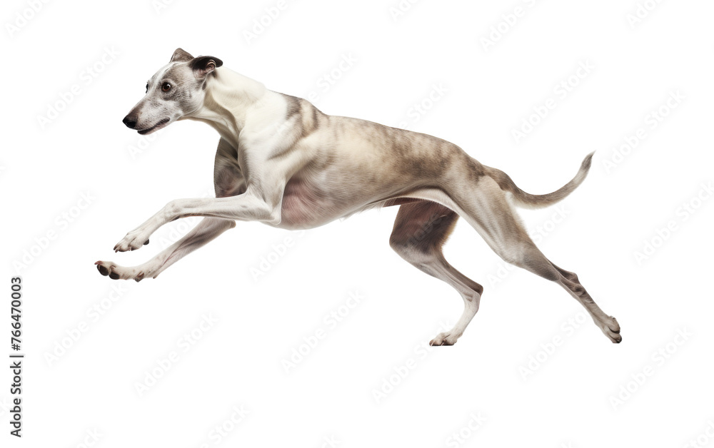 A dog joyfully jumping in midair against a white background A dog joyfully jumping in midair against a white background