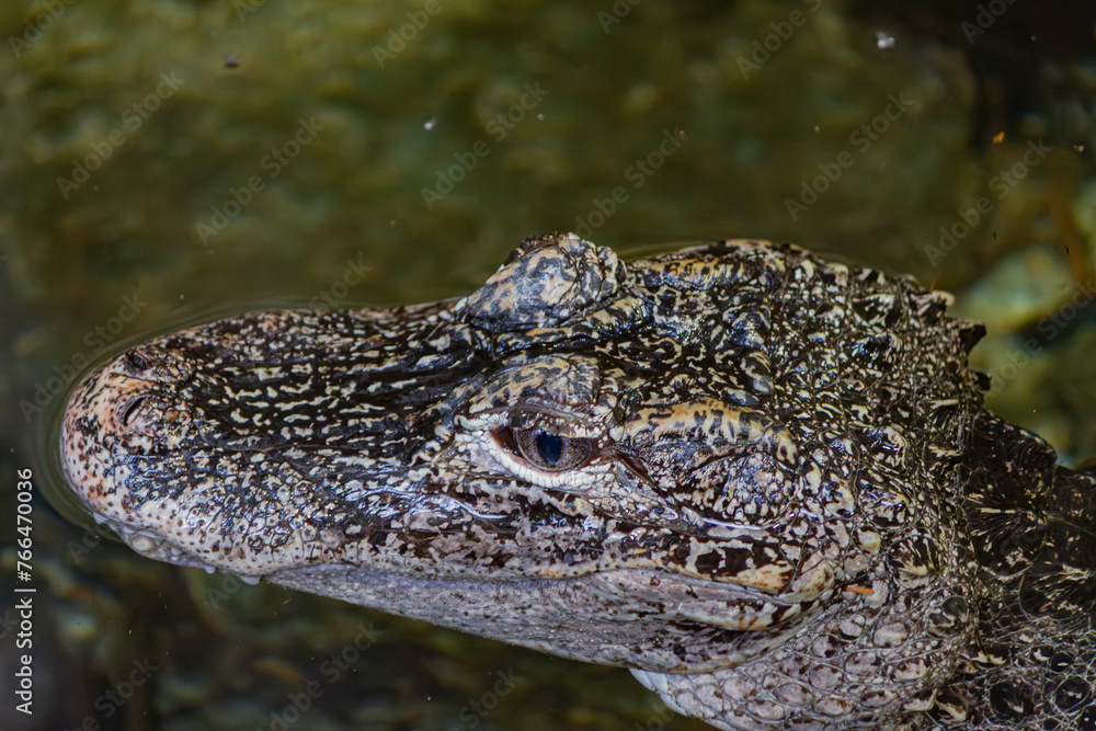 alligator alligator
