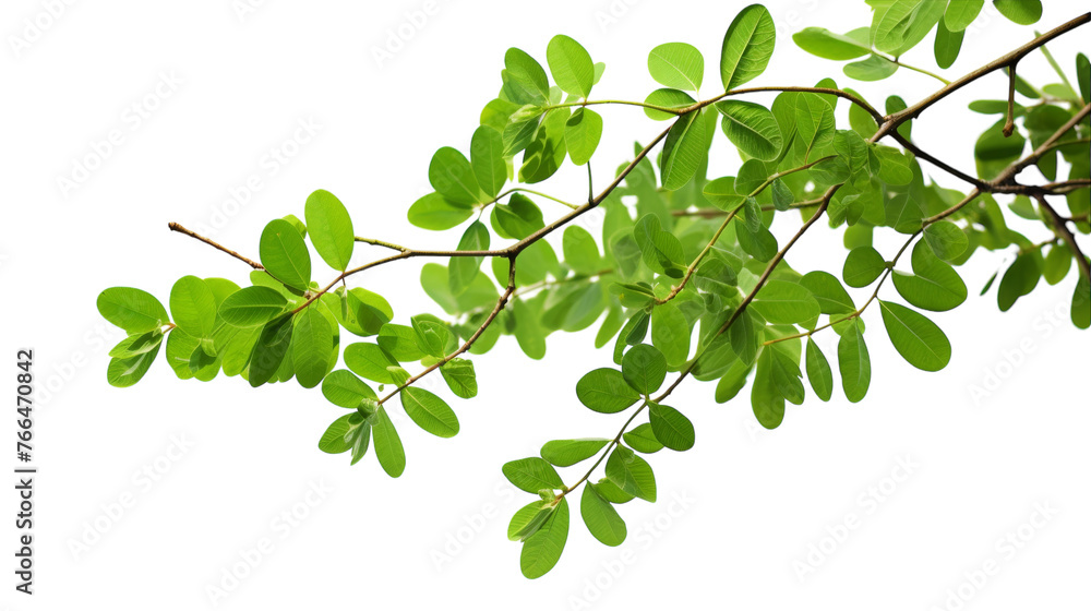 A single tree branch bursting with lush green leaves A single tree branch bursting with lush green leaves