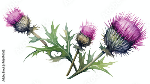 Thistle Watercolor Flat vector isolated on white back © Blue