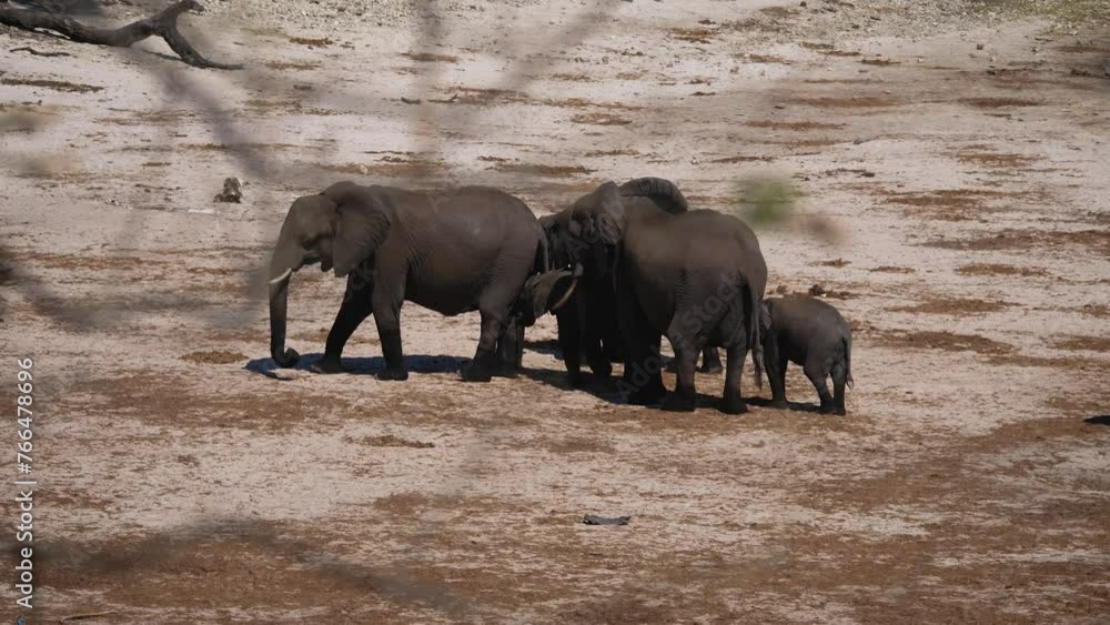 Tired animals stand together, escaping from heat in each others shade. Drought in savannah soil is dry, there is no vegetation. Family African elephants relax with cubs on their way to watering hole Tired animals stand together, escaping from heat in each others shade. Drought in savannah soil is dry, there is no vegetation. Family African elephants relax with cubs on their way to watering hole