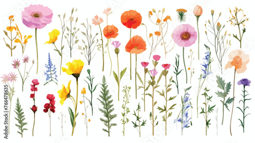 Watercolor Wild Flowers Flat vector isolated on white
