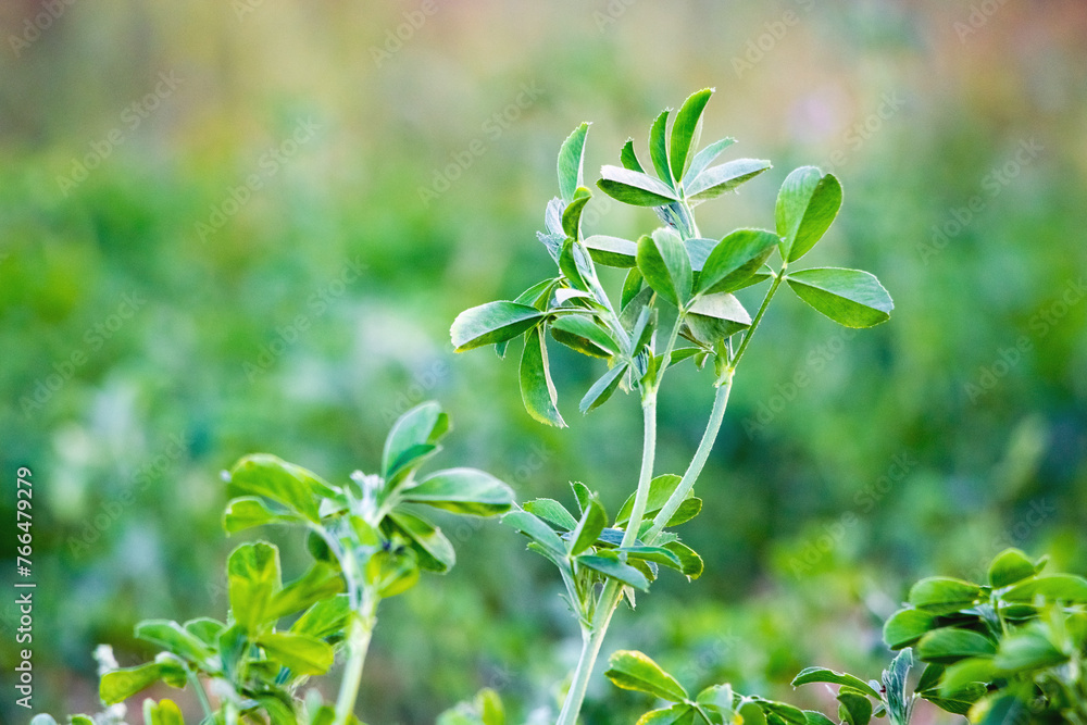 Obraz premium Clover shoots with green leaves in the garden