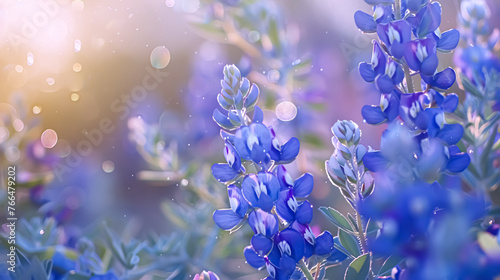 Blue lupine flowers in the field at sunset. Natural background. Bokeh effect. Floral background. photo