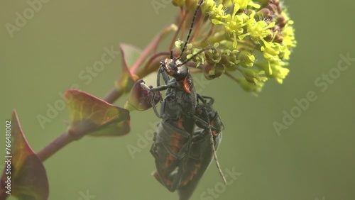 Insect beetle, Spanish fly, two Lytta vesicatoria sitting on yellow flower, reproduction macro view insect in wild photo