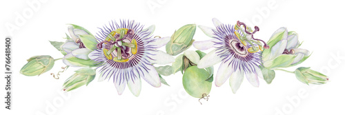 Passion flower hand painted watercolor isolated floral illustration. Purple and green Passiflora horizontal arrangement with two flowers and buds. photo