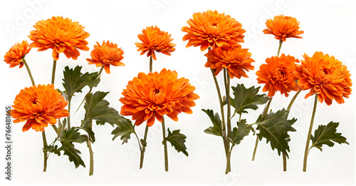row of orange chrysanthemum flowers , png file of isolated cutout object on transparent background2 photo