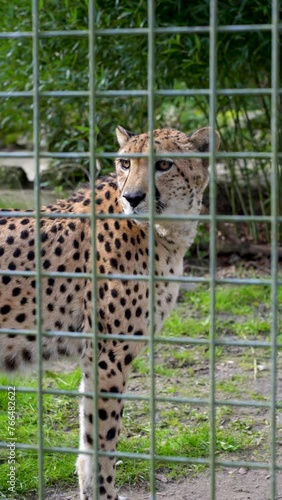 Leopard in cage, close up of a cheetah walking in the cage, vertical angle, shot in Port Lympne Safari Park. photo