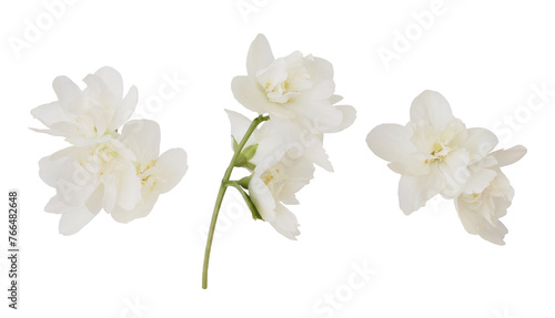 Set of jasmine flowers and leaves isolated on white or transparent background