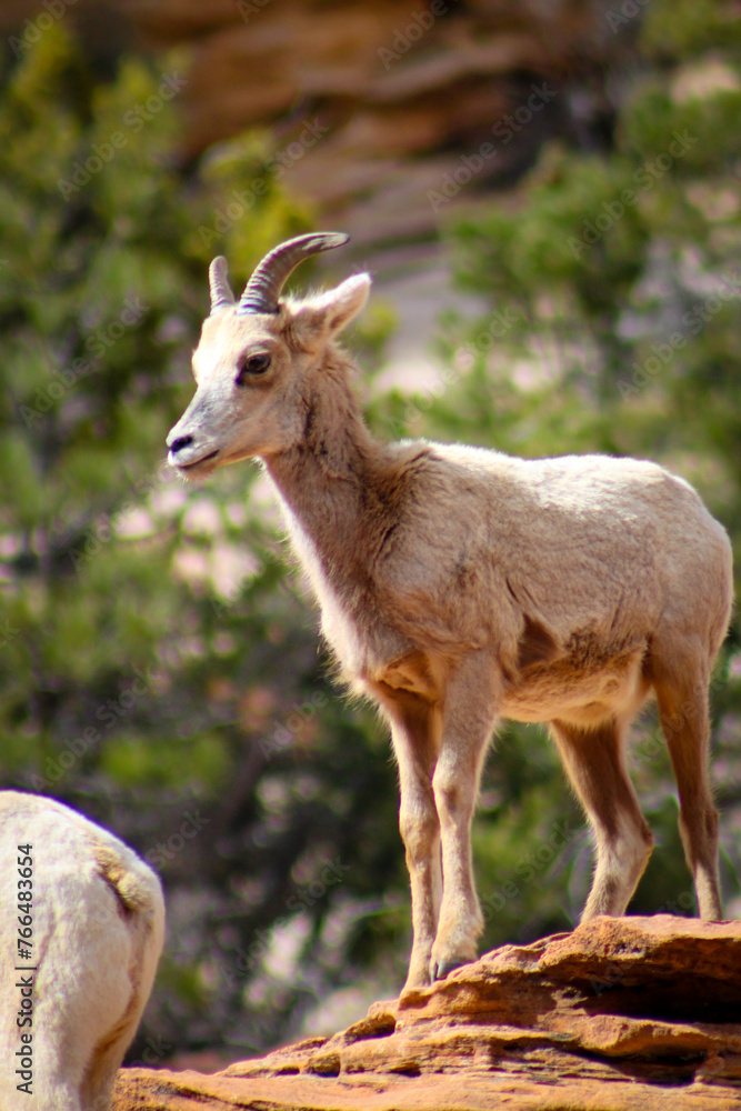 Zion National Park Bighorn Sheep