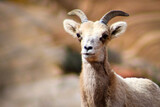 Zion National Park Bighorn Sheep