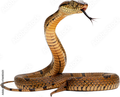 King cobra snake poised with tongue, cut out transparent