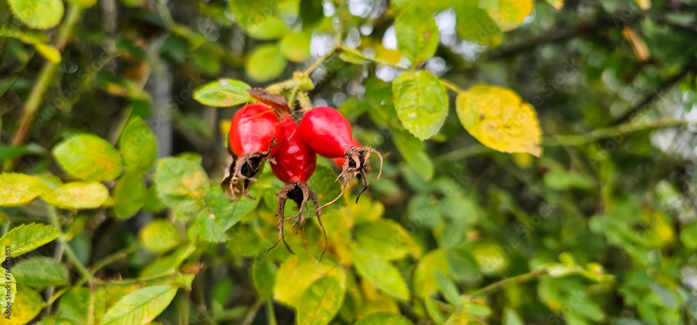Briar Rose Rosehip in the garden. Rosa canina Briar Rose Rosehip in the garden. Rosa canina