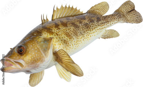 Cod fish isolated, cut out transparent